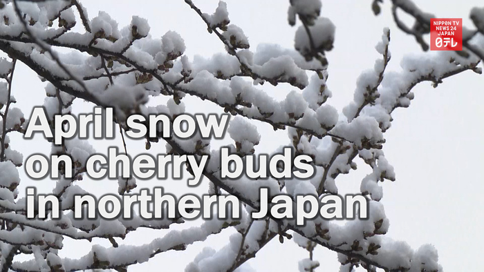 April snow on cherry buds in northern Japan