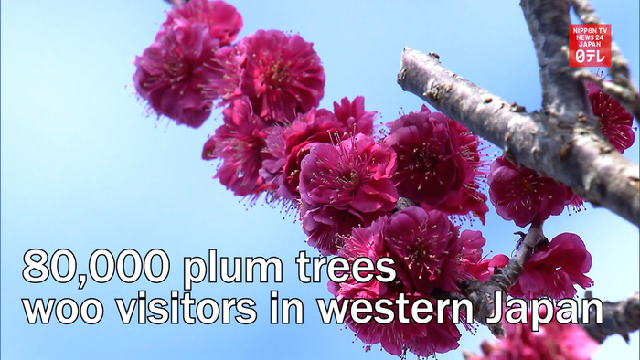80,000 plum trees woo visitors in western Japan