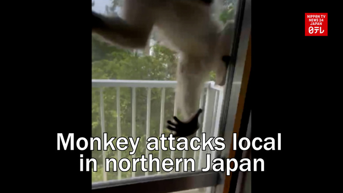 Monkey attacks local in northern Japan