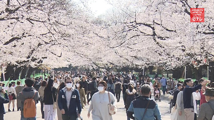 Tokyo urges no cherry blossom parties