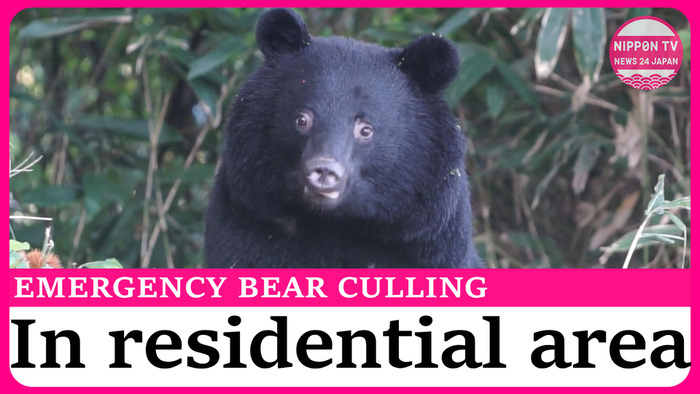 Wild bear culled under emergency hunting system for the first time