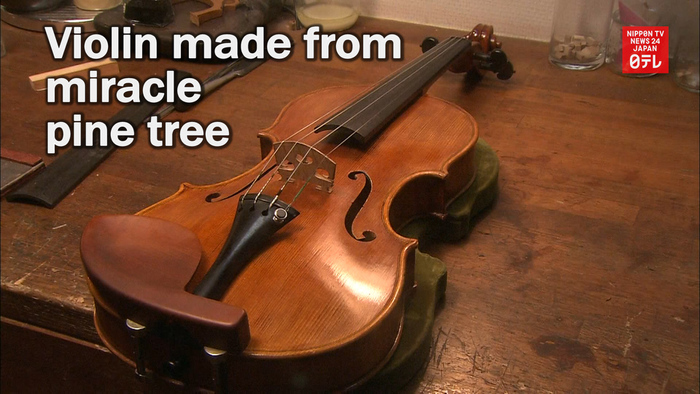 Violin made from miracle pine tree