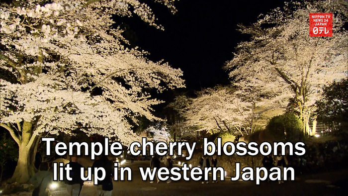 Temple cherry blossoms lit up in western Japan