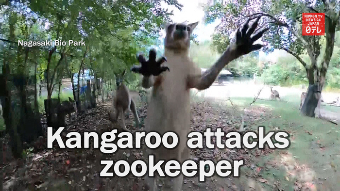 Kangaroo attacks zookeeper