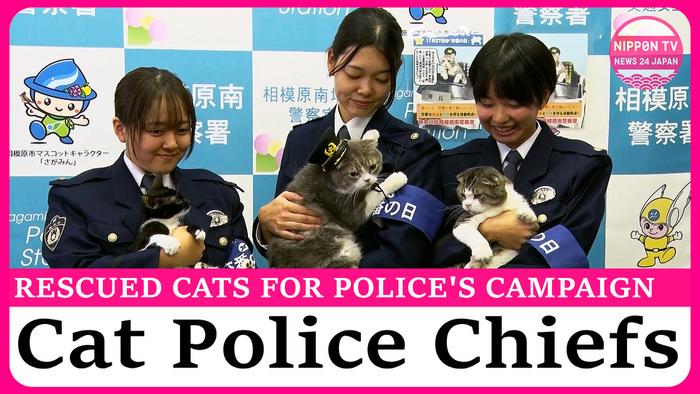 Rescue cats serve as Police Chiefs for a day to bring awareness to 'Police Box Day'