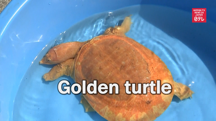 Man finds golden turtle in southwestern Japan