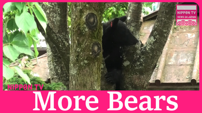 More bears being spotted in Nikko