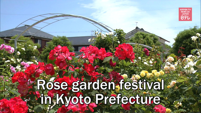 Rose garden festival in Kyoto Prefecture