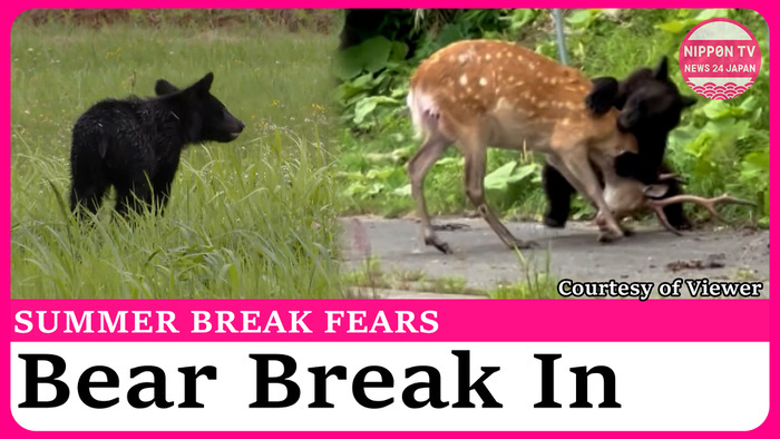 Bear break-ins cause concern as summer holidays begin