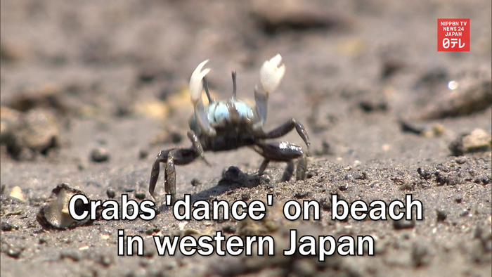 Crabs 'dance' on beach in western Japan