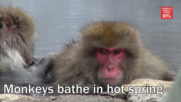 Monkeys bathe in hot spring in central Japan