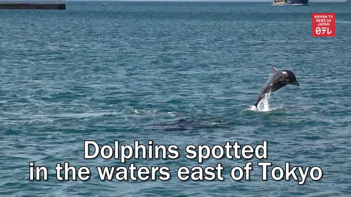 Dolphins spotted in the waters east of Tokyo
