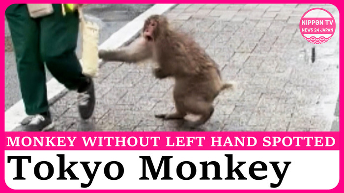 Handless Monkey spotted in Tokyo