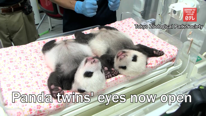 Panda twins' eyes now open 