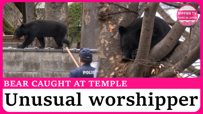 Bear caught at temple in northern Japan 