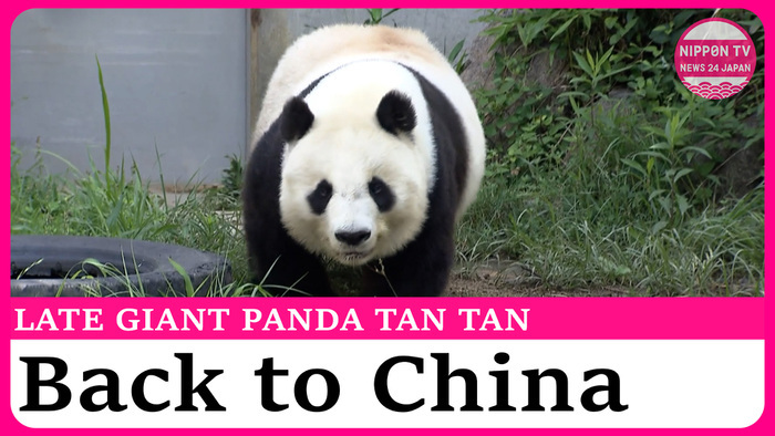Late panda Tan Tan to be returned to China as taxidermy, skeletal specimen