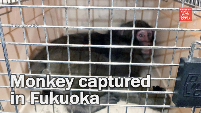 Monkey captured in Fukuoka