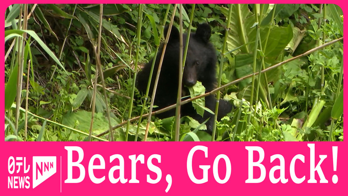 Bears appear near residential area of Hanamaki in northeastern Japan