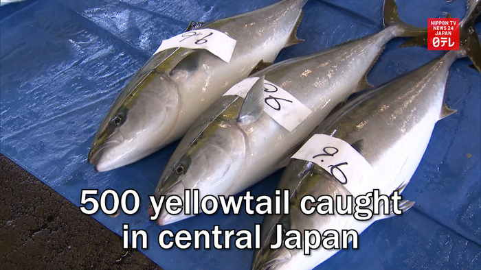 Fishermen catch 500 yellowtail in central Japan