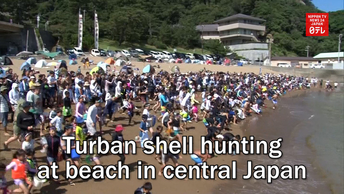 Turban shell hunting at beach in central Japan