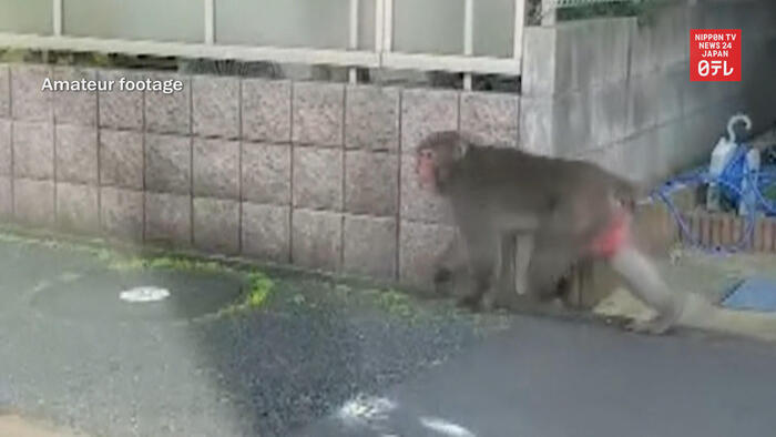 Monkey sightings in Tokyo