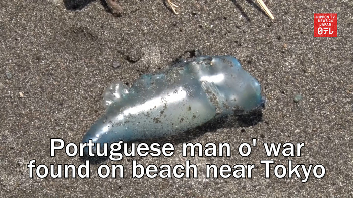 Portuguese man o' war found on beach south of Tokyo