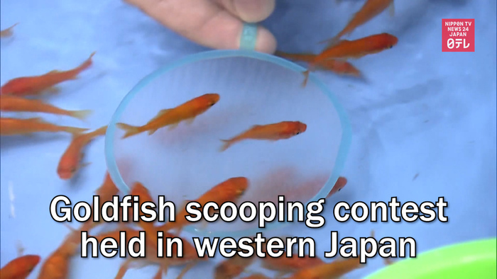 Goldfish scooping contest held in western Japan