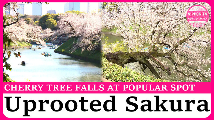 Sakura tree uprooted overnight at famous cherry blossom spot in Tokyo