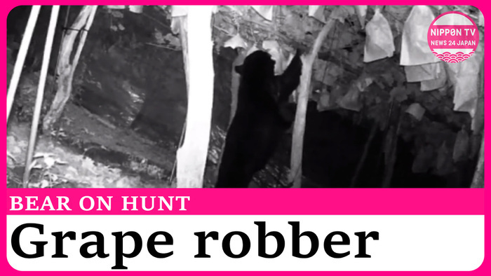 Bear goes on grape hunt in northern Japan