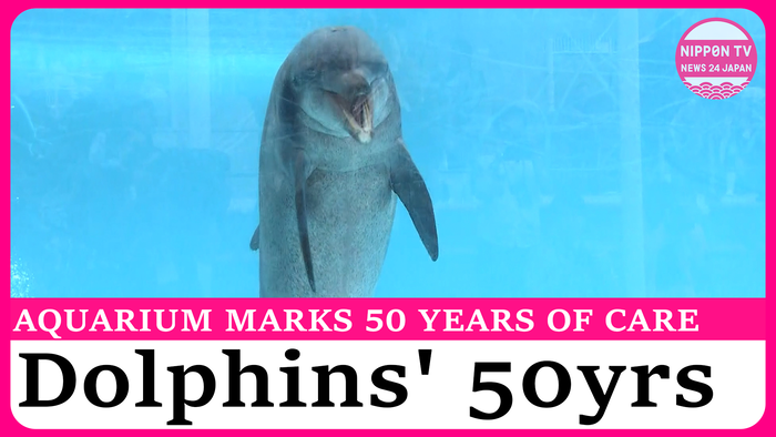 Okinawa Churaumi Aquarium Celebrates 50 Years of Dolphin Care