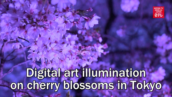 Digital art illumination on cherry blossoms in Tokyo