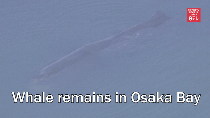 Whale remains in Osaka Bay