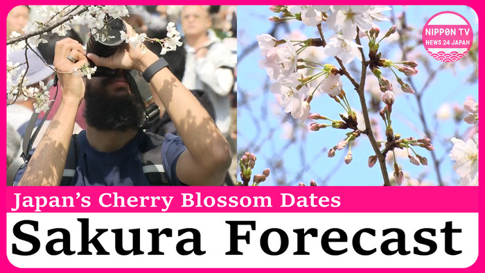 SAKURA FORECAST: Cherry trees to bloom in Tokyo on March 21