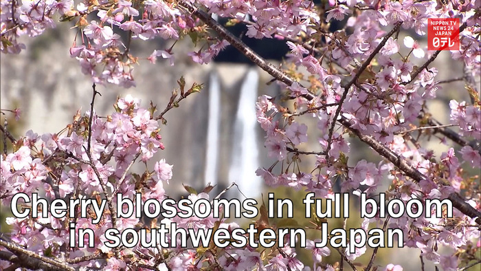 Cherry blossoms in full bloom in southwestern Japan due to warm winter   