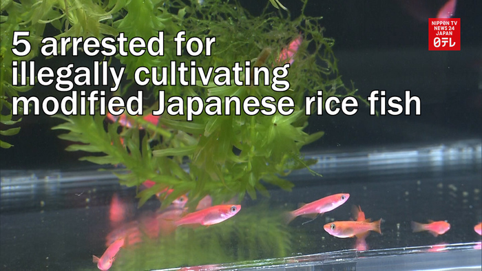 5 arrested for illegally cultivating modified Japanese rice fish