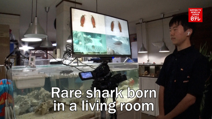 Rare shark born in a living room 