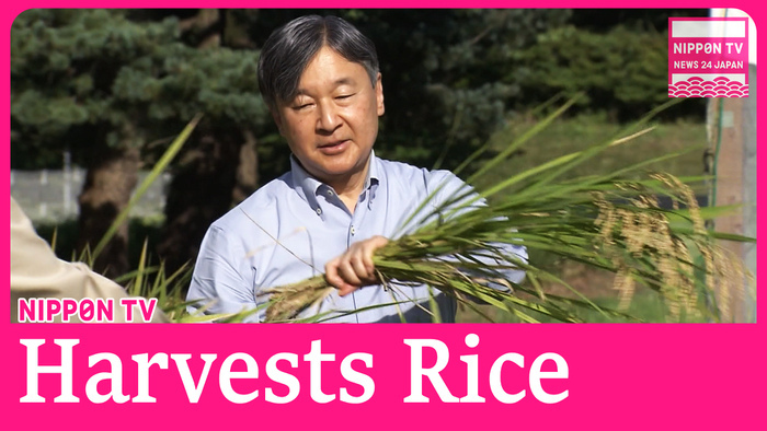 Japanese Emperor harvests rice at Imperial Palace