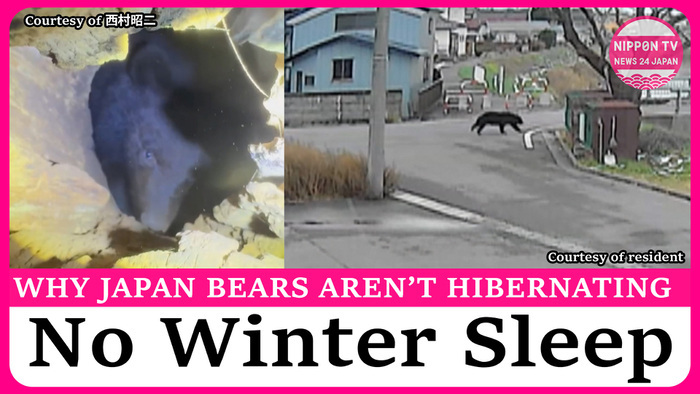 Bears continue to be active in Japan even as temperatures drop in December