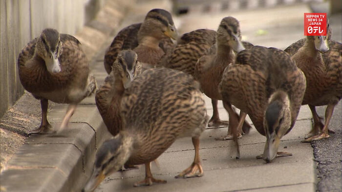 Ducklings move from temple to river in Kyoto