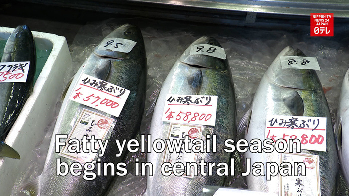 Fatty yellowtail season begins in central Japan