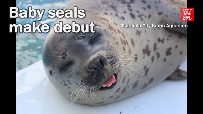 Baby seals make debut