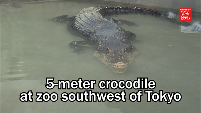 5-meter crocodile at zoo southwest of Tokyo