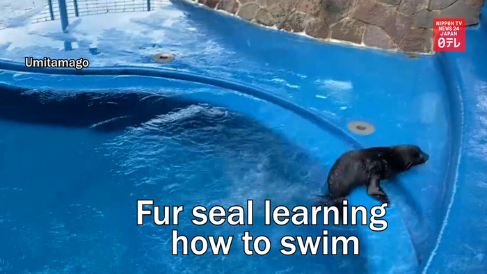 Fur seal learning how to swim