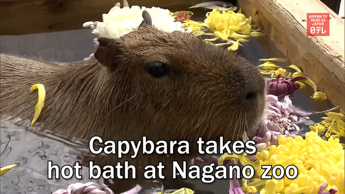 Capybara takes hot bath at Nagano zoo