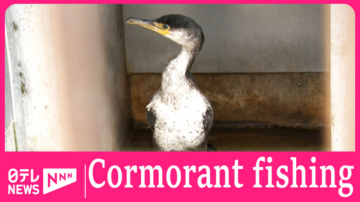 Sea cormorants arrive at Hiroshima before cormorant fishing season