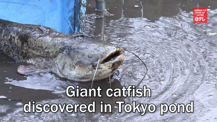 Giant catfish discovered in Tokyo pond