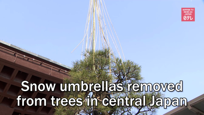Snow umbrellas removed from trees in central Japan