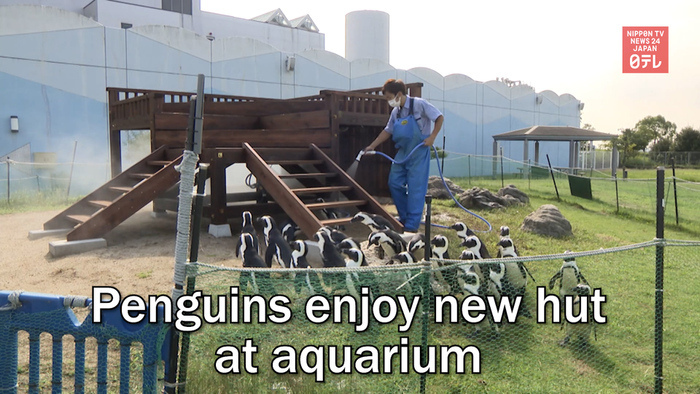 Penguins enjoy new hut at aquarium