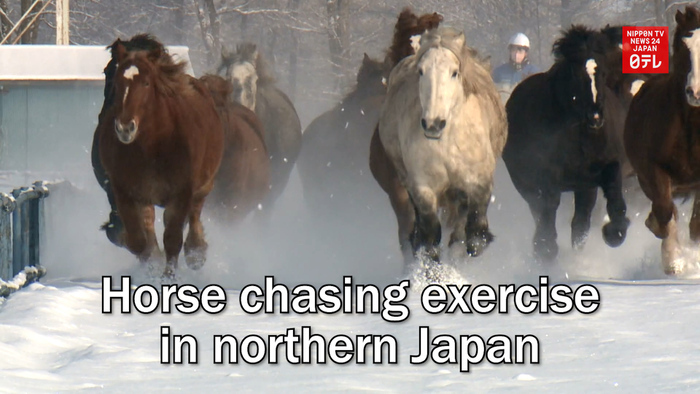 Horse chasing exercise in northern Japan