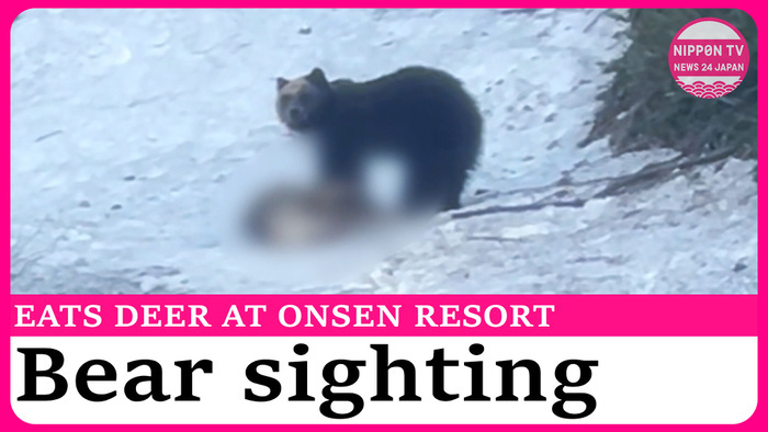 Bear eating deer sighted at hot springs resort in Hokkaido